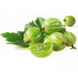 En elegant Krusbär, Små och syrliga med naturligt utseende och känsla. Detaljerad utformning med realistiskt bladverk. 